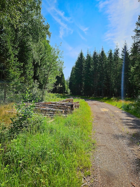 Chemin de forêt couvert d'herbe Heather au bord du chemin Arbres et forêt