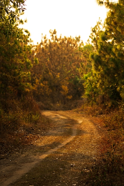 Chemin de la forêt floue au fond de l'heure d'or