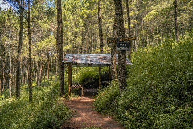 Le chemin sur la forêt de pins qui va au sommet de la montagne en été