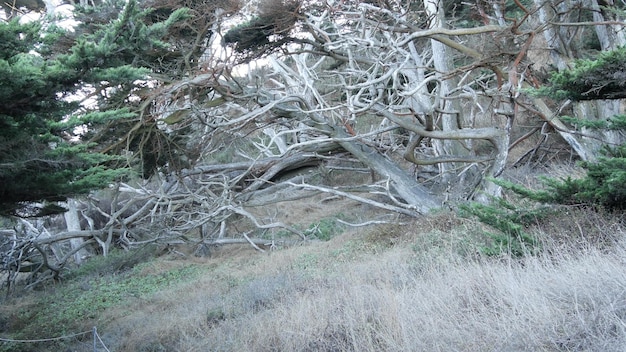 Chemin en forêt ou sentier en bois dans le bosquet de conifères pin cyprès californie