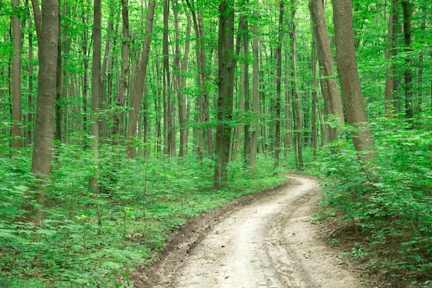 Chemin sur une forêt verte