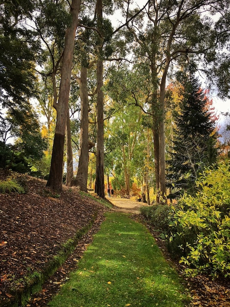Chemin d'herbe par l'arbre avec des gens au loin