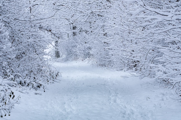 Chemin d'hiver Route enneigée dans la forêt