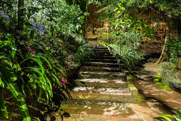 Chemin de jardin avec des arbres tropicaux des deux côtés la nuit avec des escaliers Afrique Tanzanie