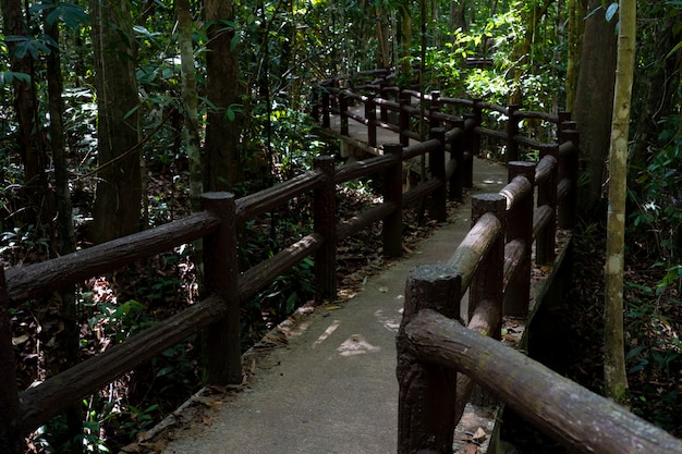 Chemin de la jungle