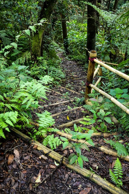 Chemin de la jungle