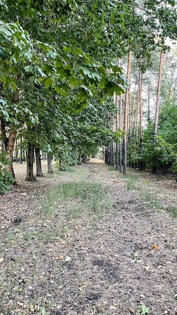 chemin lisse entre les arbres dans la forêt