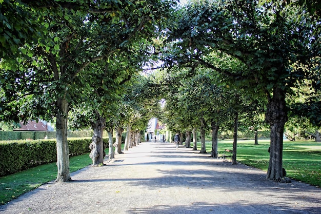 Photo chemin le long des arbres dans le parc