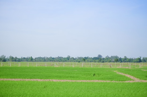 Chemin de marche du sol sur une ferme de riz vert avec un ciel bleu