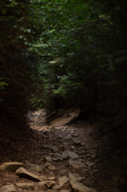 Photo un chemin menant à une forêt dense