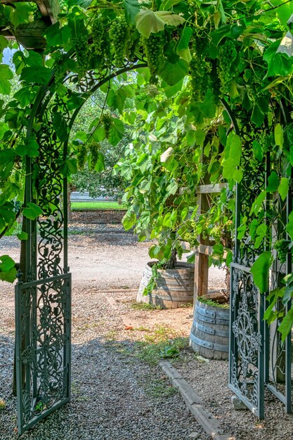 Photo un chemin menant à une vigne à travers la porte en fonte de fer