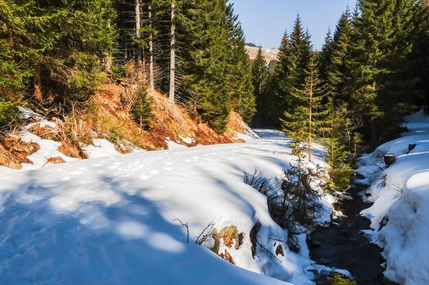 Chemin avec neige et empreintes de pas dans une forêt avec soleil