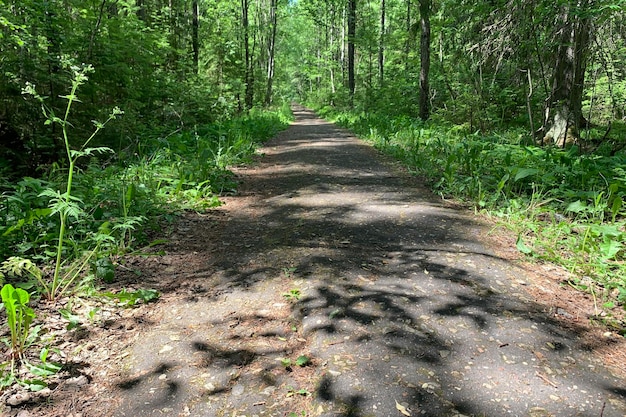 Photo un chemin avec des ombres d'arbres dans une forêt aux beaux jours d'été