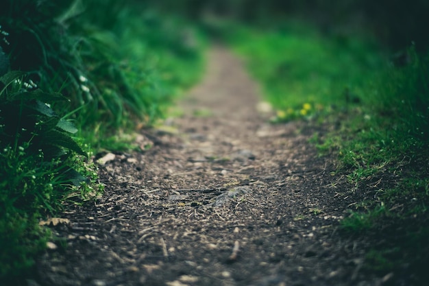 chemin sur le parc