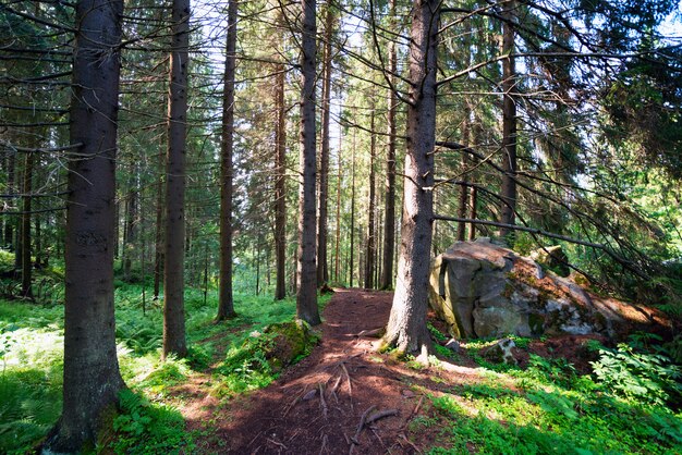 Chemin parmi les sapins vivaces dans la forêt