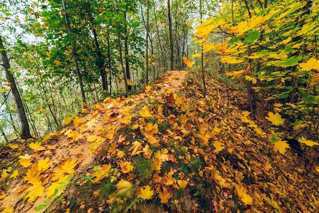 Un chemin parsemé de feuilles d'érable jaunes. région de Léningrad.