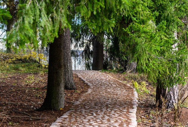 Chemin pavé belle forêt et chaussée d'air frais de pavés à pied le long du sentier à travers la forêt