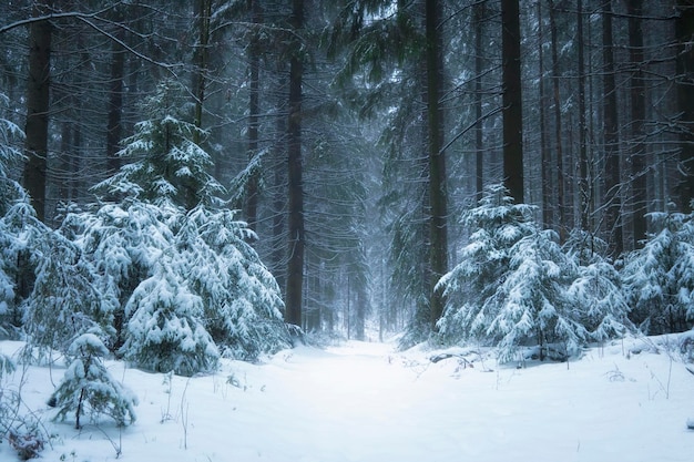 Chemin de paysage de forêt d'hiver et arbres couverts de neige dans la forêt brumeuse