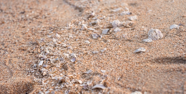 Un chemin de petits coquillages traverse le sable. La lumière du soleil illumine le chemin.