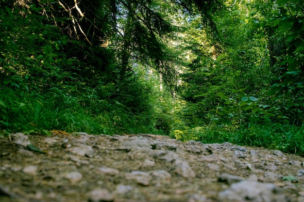 Chemin de pierre au milieu de la forêt