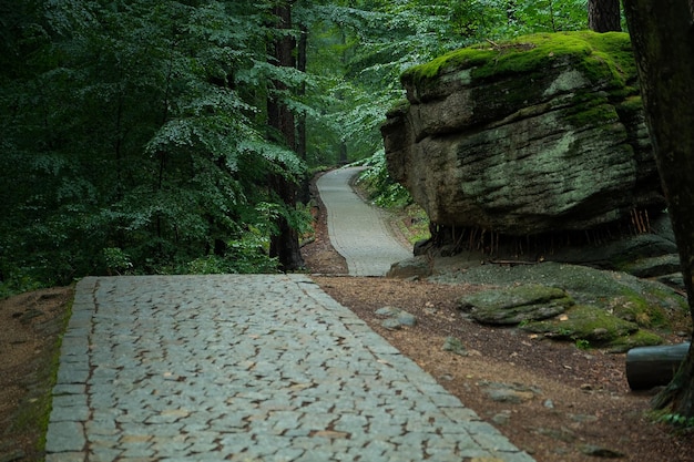 Chemin de pierre dans la forêt forêt dense avec chemin