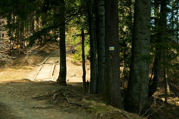 Chemin de piste dans la forêt de montagne