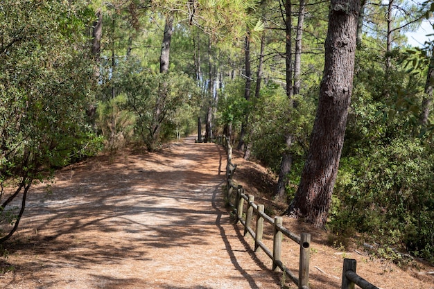 Photo chemin pont en bois dans le parc lac carcans forêt de bombannes dans une journée ensoleillée en gironde france