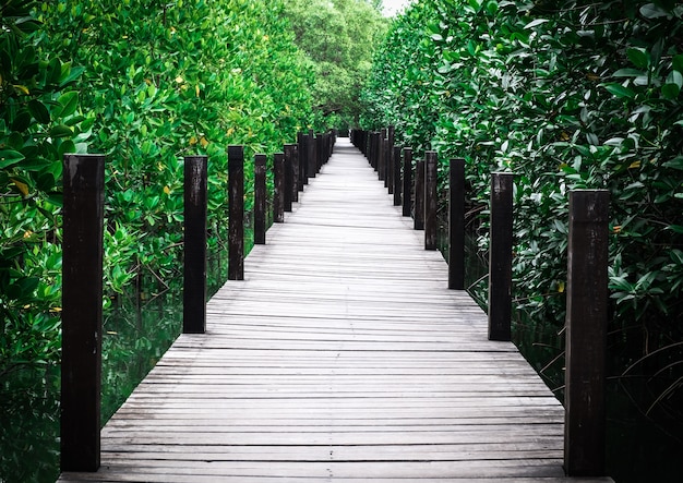 Chemin de promenade en bois dans la forêt verte.