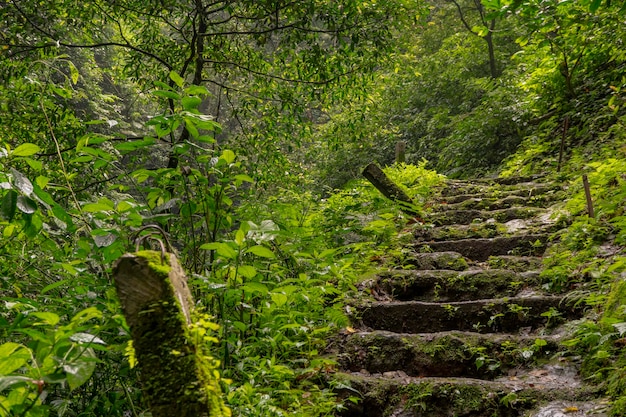 Le chemin qui va à l'eau tombe sur la forêt tropicale.