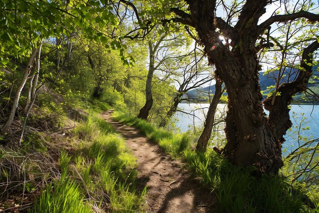 Chemin de randonnée dans la forêt de printemps sur la rive du lac