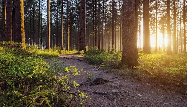 chemin de randonnée dans la forêt profonde au coucher du soleil un jour d'été. idéal pour les mises en page de sites Web et de magazines