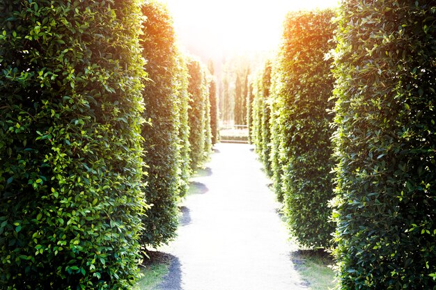 chemin de randonnée dans le jardin de la forêt