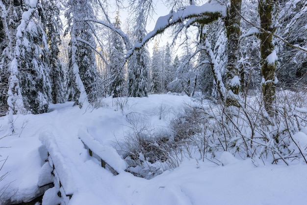 Chemin de randonnée dans la nature canadienne Arbres en forêt Hiver Neige Ciel ensoleillé