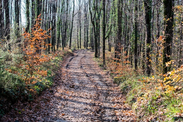 Chemin de randonnée dans un paysage boisé en forêt
