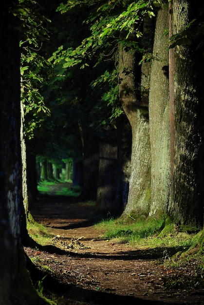 Chemin de randonnée avec des trois autour