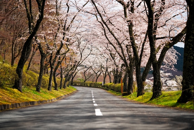 Chemin et route des cerisiers en fleurs