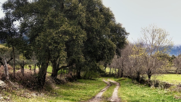 Chemin rural passant sous quelques arbres qui mène aux différentes prairies de la région