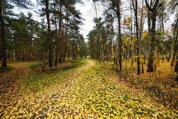 Le chemin s'étend au loin.