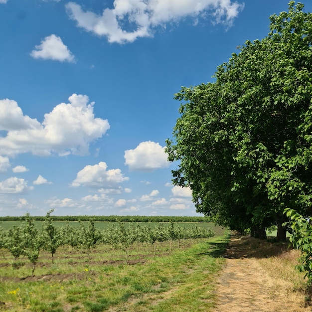 Un chemin de terre avec des arbres en arrière-plan