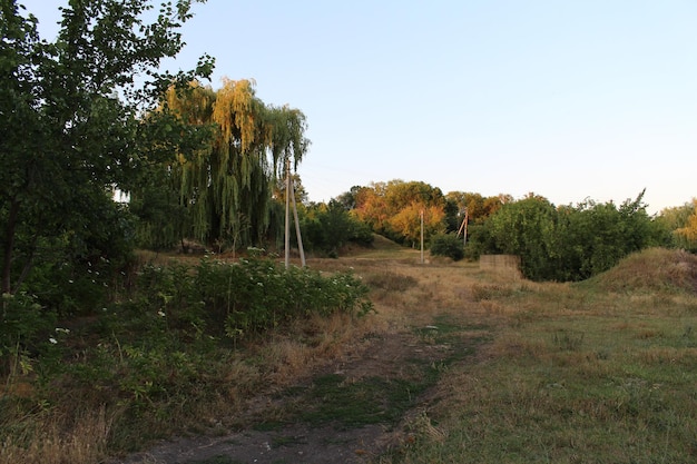 Un chemin de terre avec des arbres et des buissons