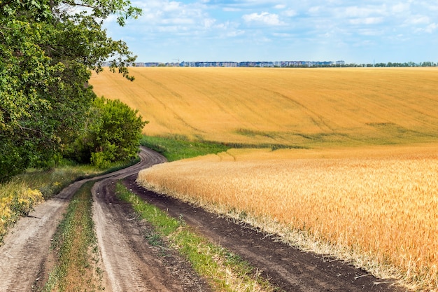 Chemin de terre avec des arbres verts sur le bord de la route près du champ de blé