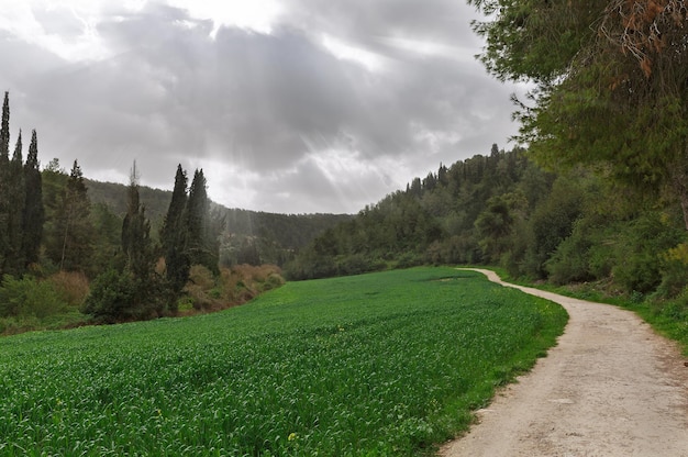 Chemin de terre et champ vert à l'arrière-plan des nuages en Israël