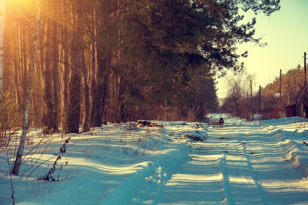 Chemin de terre couvert de neige Forêt de pins le long de la route en journée ensoleillée Hiver enneigé Paysage rural