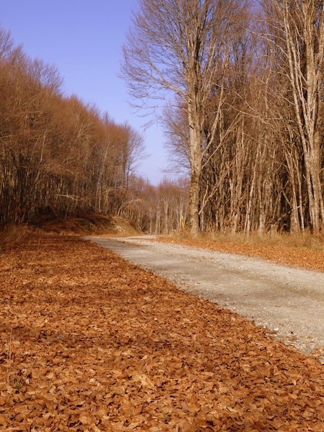 Un chemin de terre dans les bois avec les feuilles au sol