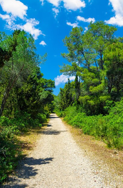 chemin de terre dans les bois