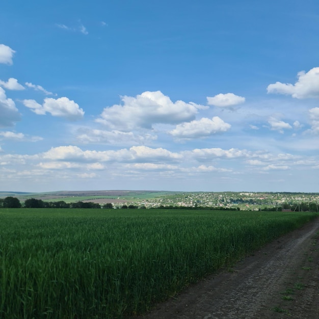 Un chemin de terre dans un champ avec un champ et un ciel bleu avec des nuages blancs.