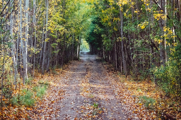 Un chemin de terre dans une forêt d'automne feuillage d'automne très coloré