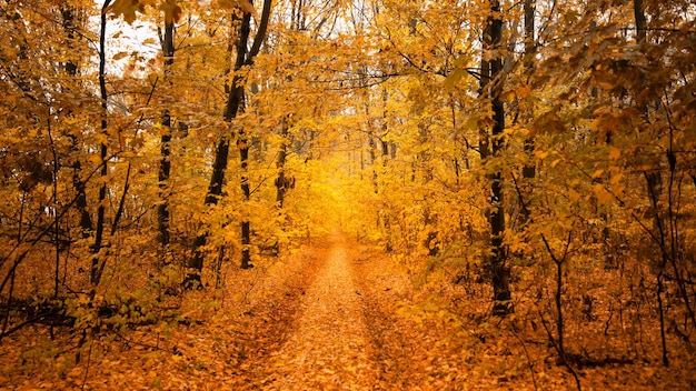 Un chemin de terre dans une forêt d'automne à feuilles jaunes