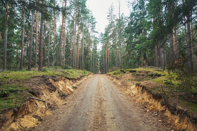 Chemin de terre dans la forêt d'automne