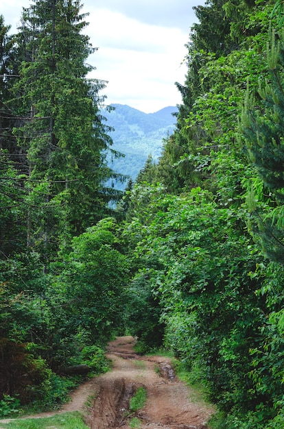 Chemin de terre dans la forêt aux montagnes en été